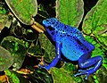 Image 50The blue poison dart frog is endemic to Suriname. (from Suriname)