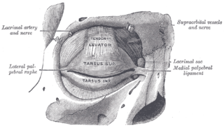 Les tarses et les ligaments. Vue de face de l'œil droit.