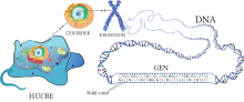 Клітина — Клітинне ядро — Хромосома — ДНК
