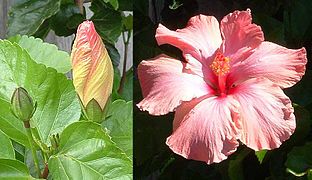 At left, a flower emerges from a bud. At right, the same flower less than 18 hours later.