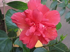 Hibiscus from Kerala, India