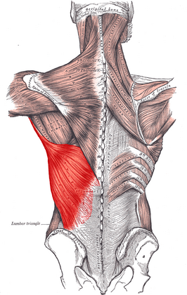 Musculus latissimus dorsi