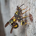 Leucospis dorsigera bei der Eiablage