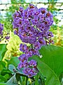 Limonium arborescens původem z Kanárských ostrovů