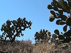 Nopal nel nordovest di Zacatecas