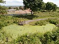 The spring-fed pond at Windy Nook Nature Reserve.