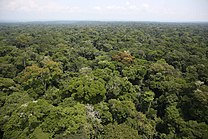 Stora skogsområden (Ituriskogen till vänster) vid eller i närheten av Kongofloden (till höger) ingår i mångas grundläggande uppfattning av Centralafrika.