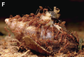 Fourmis rouges s’alimentant sur un cadavre d’escargot géant africain (Lissachatina fulica).
