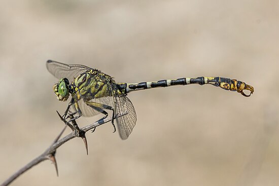 Dragonfly