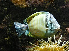 Zebrasoma desjardinii