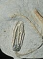 Abrotocrinus sp. (Cladida)
