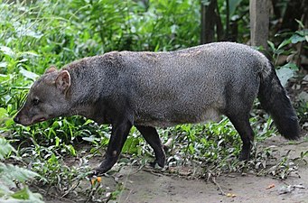 Chien des buissons aux oreilles courtes (Atelocynus microtis).