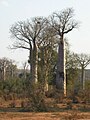 Adansonia za