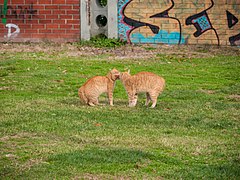 Deux chats en communication pacifique.