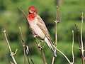 Karmazsinpirók (Carpodacus erythrinus)