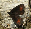 Erebia meolans