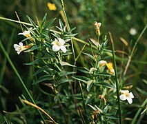 Photographie d'une gratiole officinale.