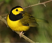 South Padre Island Birding & Nature Center - Texas