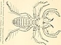 Gylippus judaicus の雄