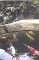 ฝูงปลาในสวนชาแบบญี่ปุ่น ที่กรุงโตเกียว