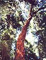 Chilean myrtle trunk in forest