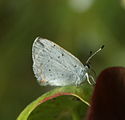 Adult, ventral view of wings.