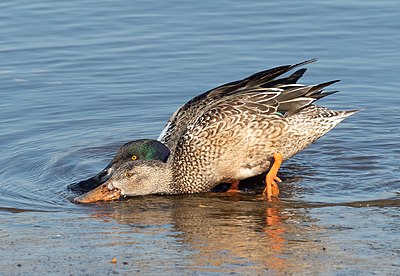 Twee Europese slopeende (Spatula clypeata) ploeter vir voedsel by die Marinepark, Brooklyn.