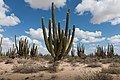 Bosque de Pachycereus pringlei en Sonora, México.