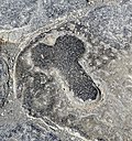 Relief of a Phallus on a lava paving stone showing directions to a brothel on the Via dell' Abbondanza. Pompeii.