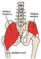 Músculs gluti major i gluti mitjà.