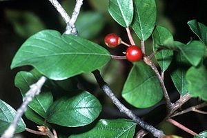 Huundestok (Frangula alnus)