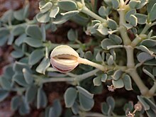 a ball-lile flower with small slits around it, with green stems in the background