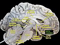 Left hemisphere of the brain seen in a cadaveric specimen from the side, with the optic chiasm labelled.