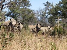 South Africa-Mpumalanga-Rhino01.jpg