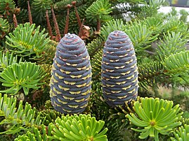 Cône de sapin de Corée (Abies koreana). En principe, le terme sapin est réservé aux conifères du genre Abies, excluant donc l’épicéa commun (Picea abies), très couramment utilisé comme sapin de Noël. La distinction entre le sapin et l'épicéa est aisée : le cône du sapin est dressé, tandis que celui de l'épicéa est pendant. En wallon, on dit L'épicéa ça pint, le sapin ça n'pint nin. (définition réelle 2 576 × 1 932)