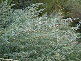 Pelynas (Artemisia absinthium)