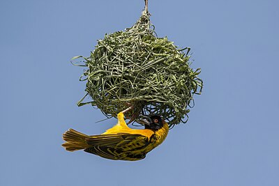 Village weaver