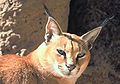 rooikat (Caracal caracal)