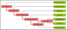 "Représentation graphique de la classification phylogénétique"