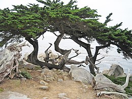 Monterey-ciprus