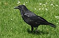Photo d'une Corneille noire posée sur une pelouse.