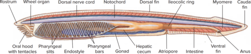 Anatomy of the Lancelet