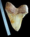 Megalodonov zub