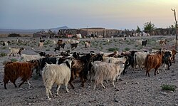 羊群在梅滿德地區