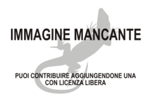 Immagine di Amphiglossus elongatus mancante