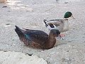 Patos Parque Genovés, Cádiz