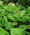 Lungwort Pulmonaria officinalis