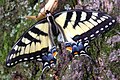 Papilio glaucus, Eastern Tiger Swallowtail