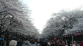 Park Ueno podczas Hanami