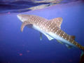 Image 68A whale shark near of the Island of Útila in Honduras (from Flora and fauna of Honduras)